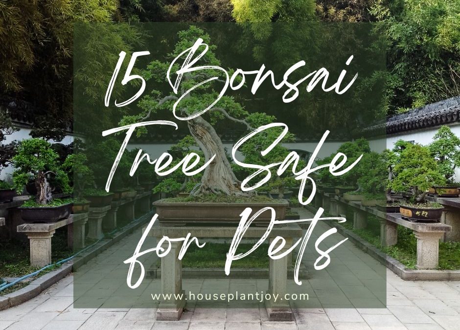 15 Bonsai Tree Safe for Pets