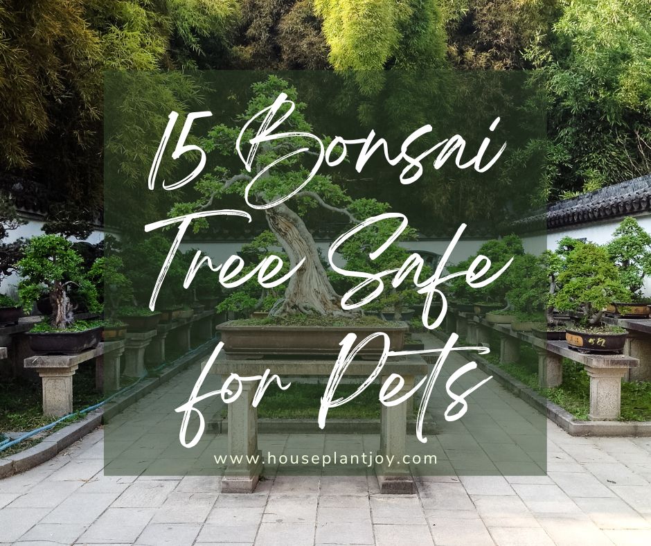 Bonsai tree on sale toxic to cats