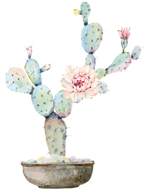 cactus, flower, pot plant