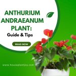 Anthurium Andraeanum Plant Guide & Tips