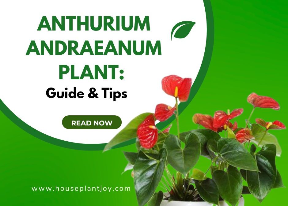 Anthurium Andraeanum Plant: Guide & Tips