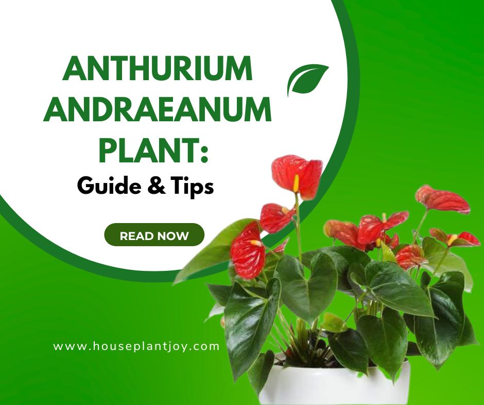 Anthurium Andraeanum Plant Guide & Tips