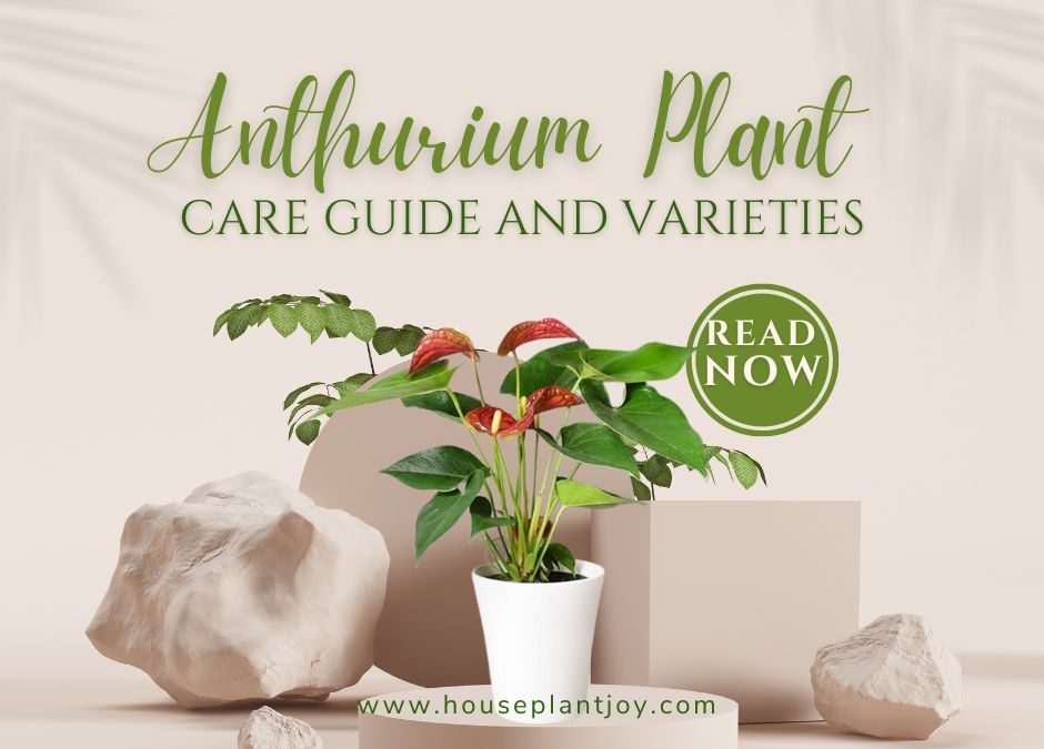 Anthurium Plant Care Guide and Varieties