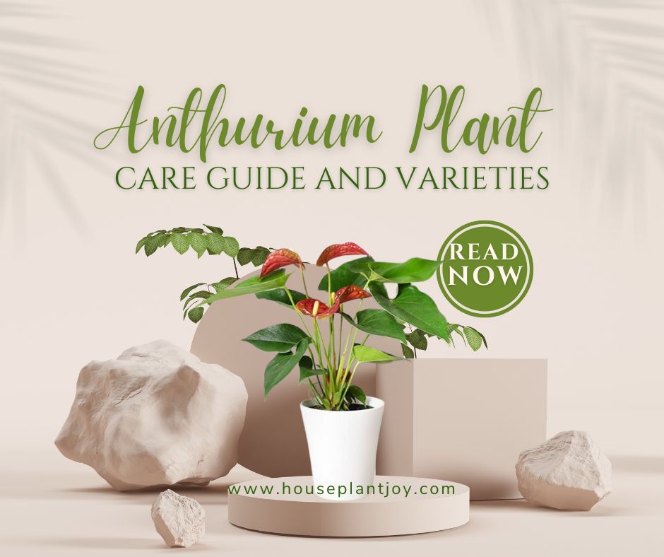 Anthurium Plant Care Guide and Varieties