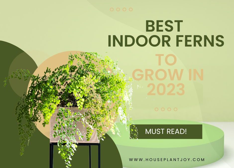 Best Indoor Ferns to Grow in 2023