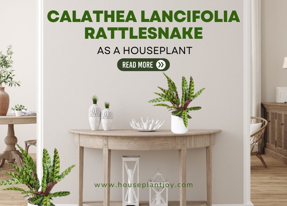 Calathea Lancifolia Rattlesnake as a Houseplant
