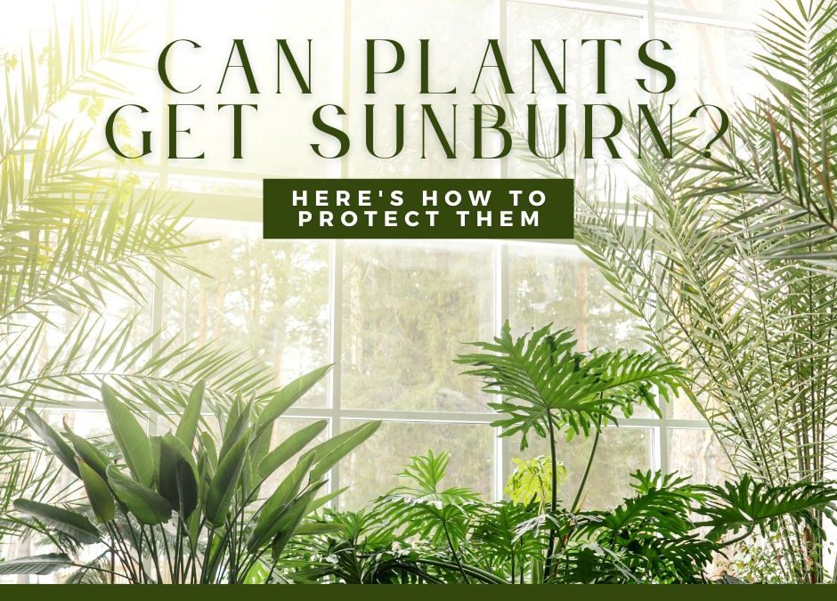 Can Plants Get Sunburn? Here’s How to Protect Them