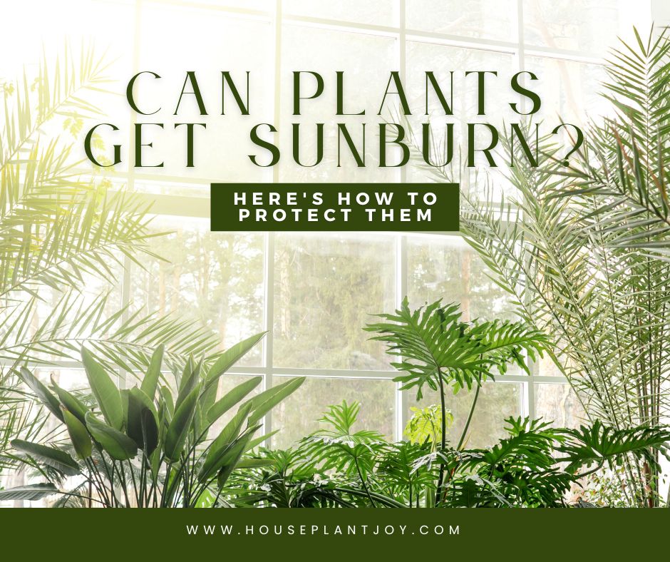 Can Plants Get Sunburn? Here's How to Protect Them - HouseplantJoy.com