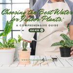 Choosing the Best Water for Indoor Plants A Comprehensive Guide