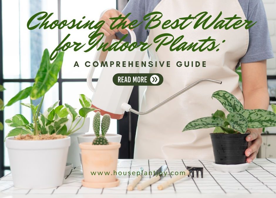 Choosing the Best Water for Indoor Plants: A Comprehensive Guide