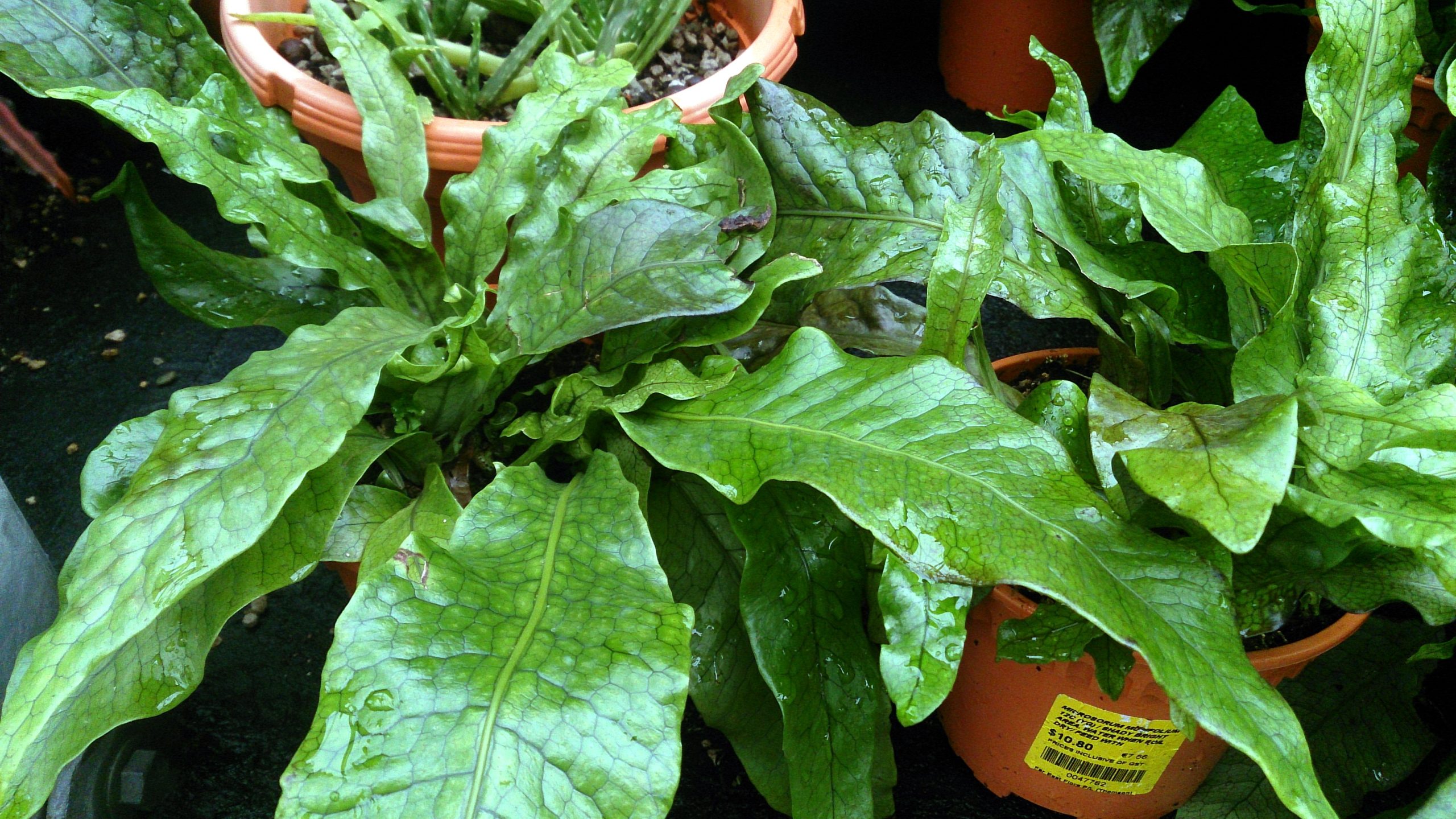 crocodile fern