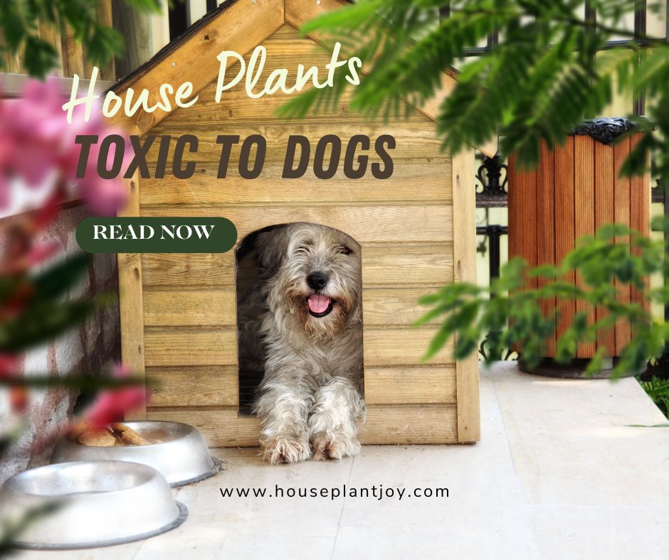 house-plants-toxic-to-dogs-houseplantjoy