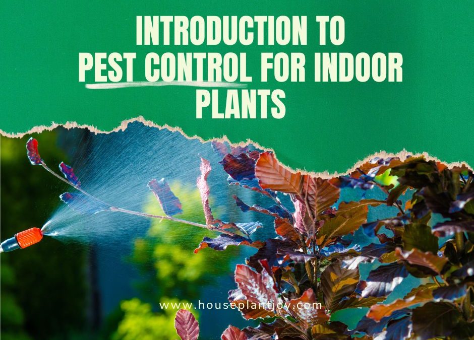 Introduction to Pest Control for Indoor Plants