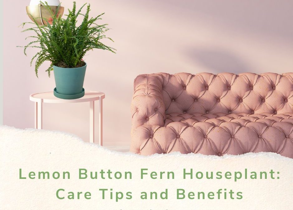 Lemon Button Fern Houseplant: Care Tips and Benefits