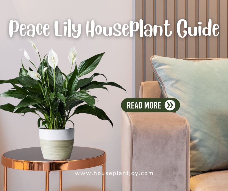 Peace Lily Houseplant Guide