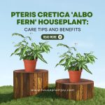 Pteris Cretica 'Albo Fern' Houseplant Care Tips and Benefits