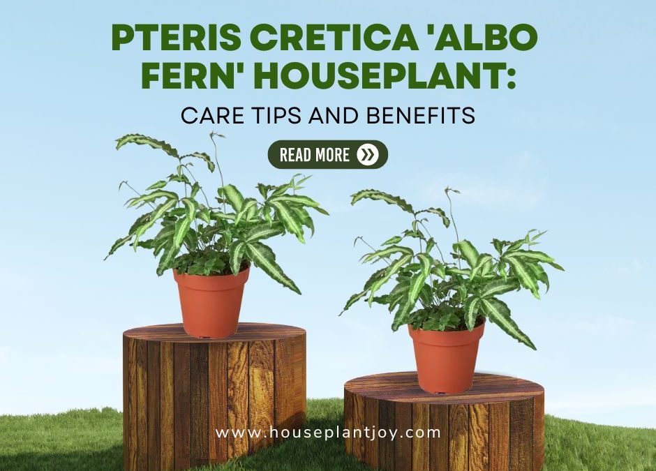 Pteris Cretica ‘Albo Fern’ Houseplant: Care Tips and Benefits