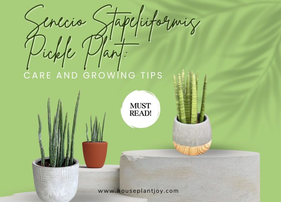 Senecio Stapeliiformis Pickle Plant: Care and Growing Tips