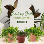 Trailing Jade Houseplant Guide