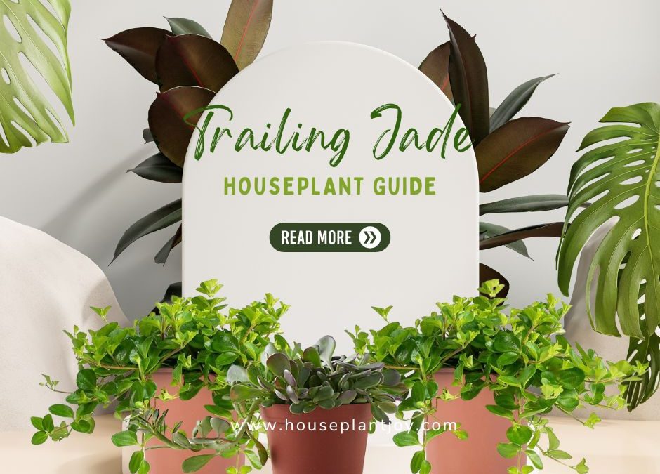 Trailing Jade Houseplant Guide