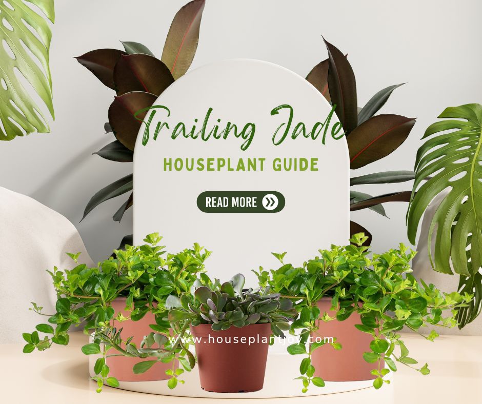 Trailing Jade Houseplant Guide