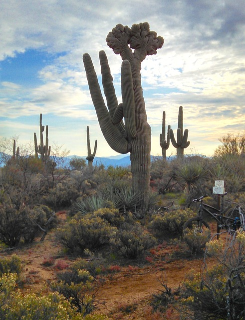 arizona, saguaro, cactus