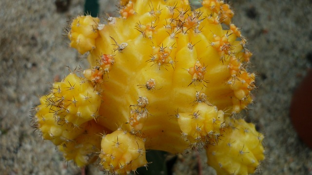 ornamental plant, yellow