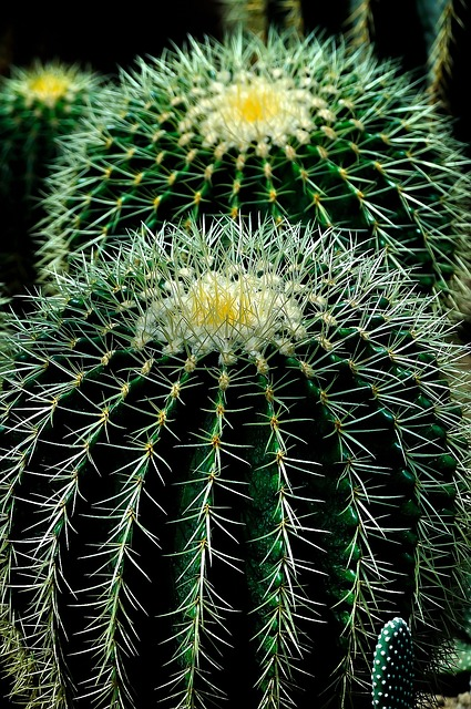 cactus, plant, garden