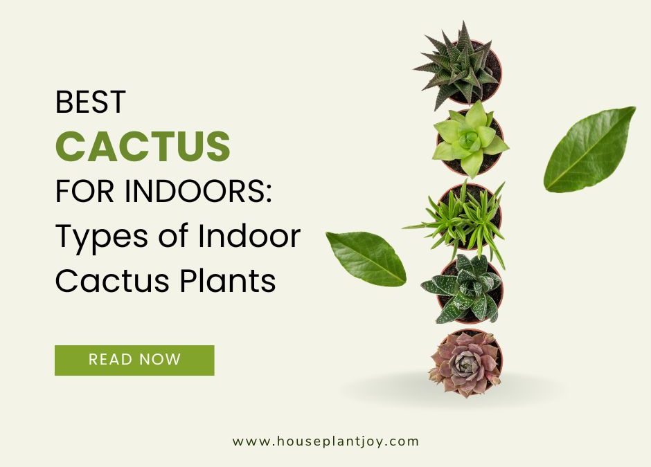 Best Cactus for Indoors: Types of Indoor Cactus Plants