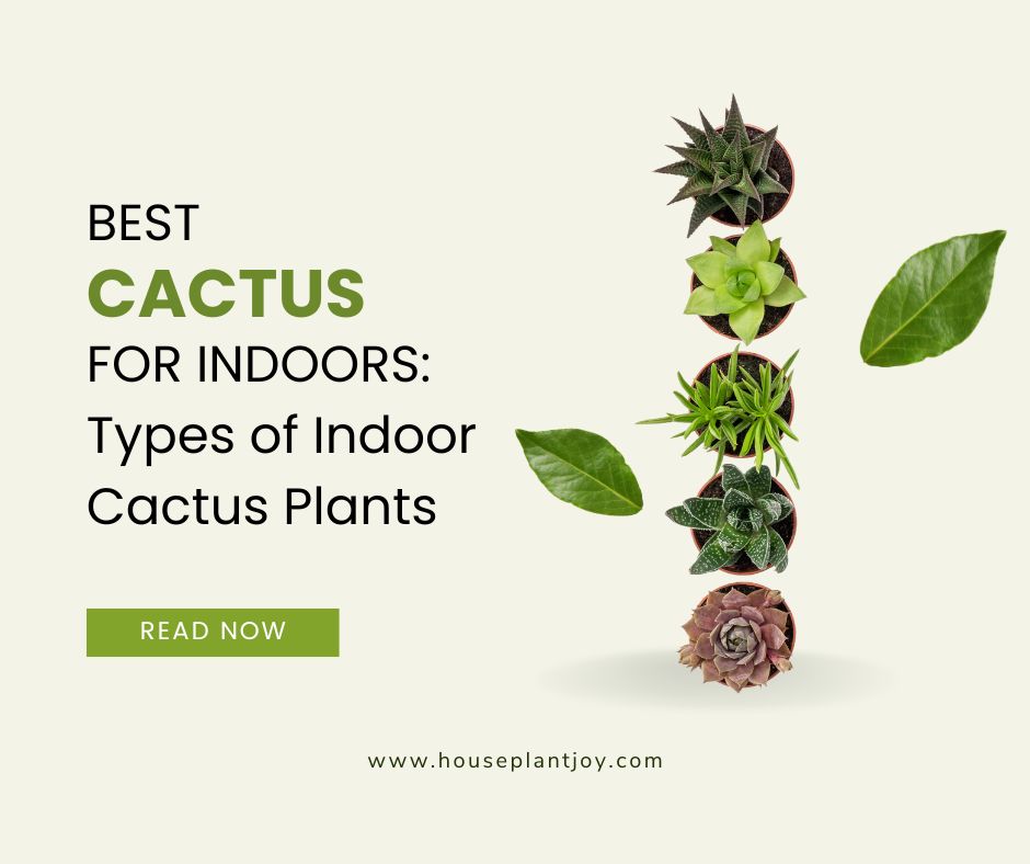 Best Cactus for Indoors Types of Indoor Cactus Plants