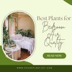 Best Plants for Bedroom Air Quality