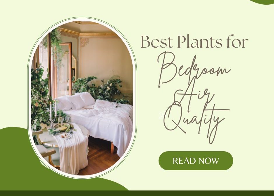 Best Plants for Bedroom Air Quality