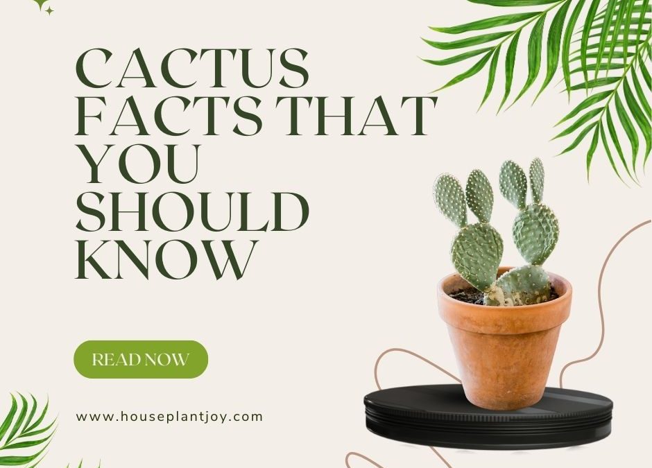 Cactus Facts That You Should Know