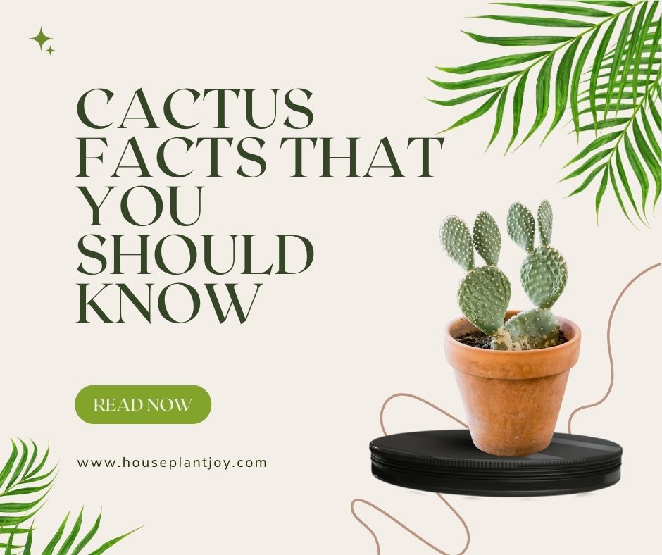 Cactus Facts That You Should Know