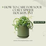 How to Care for Your Curly Spider Houseplant