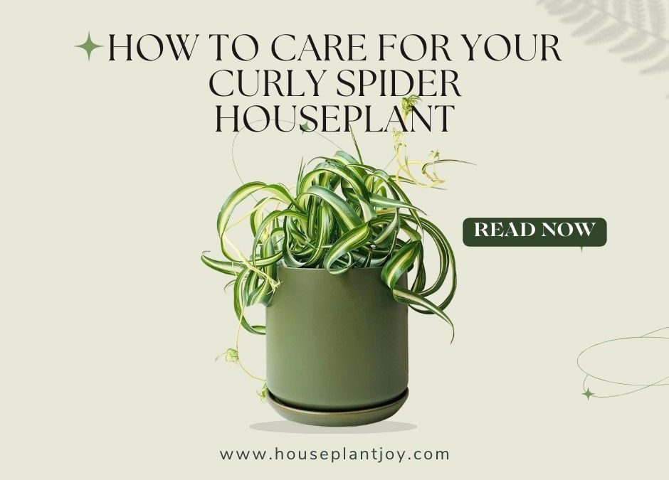 How to Care for Your Curly Spider Houseplant