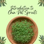 Introduction to Chia Pet Sprouts