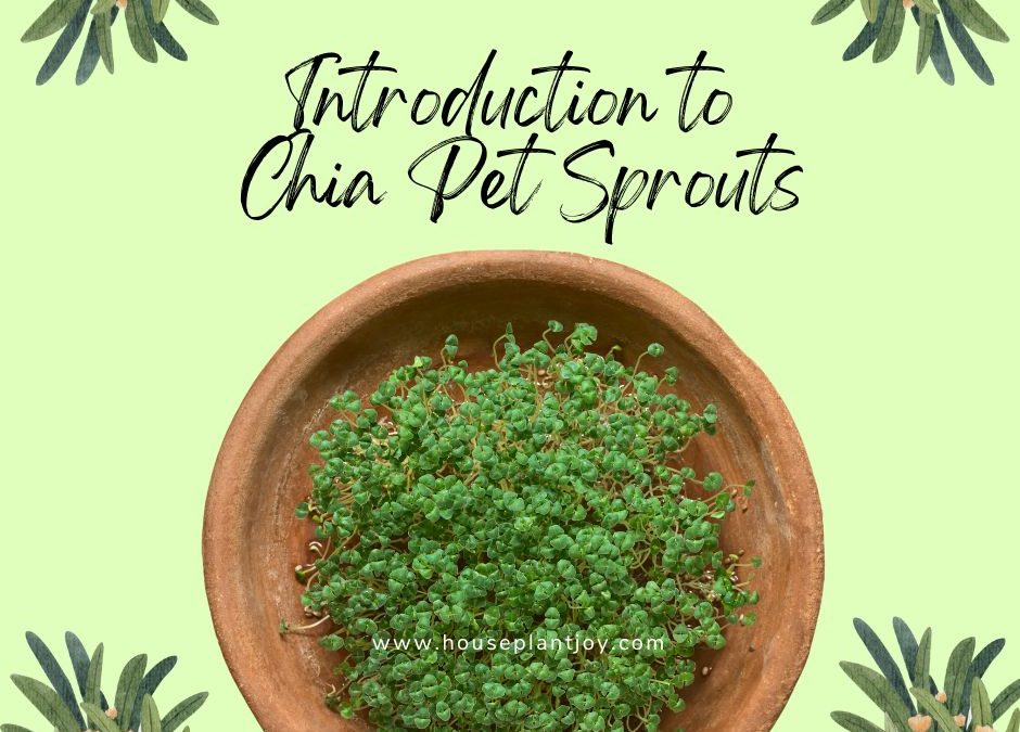 Introduction to Chia Pet Sprouts