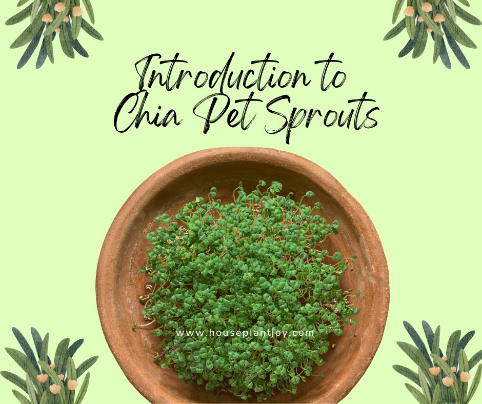 Introduction to Chia Pet Sprouts