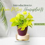 Introduction to Neon Pothos Houseplants