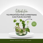 Introduction to Propagating Christmas Cactus in Water