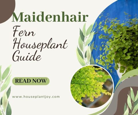 Maidenhair Fern Houseplant Guide - HouseplantJoy.com