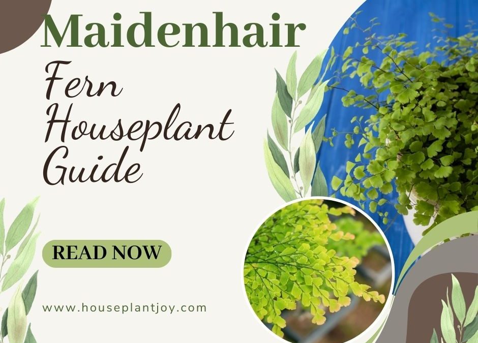 Maidenhair Fern Houseplant Guide