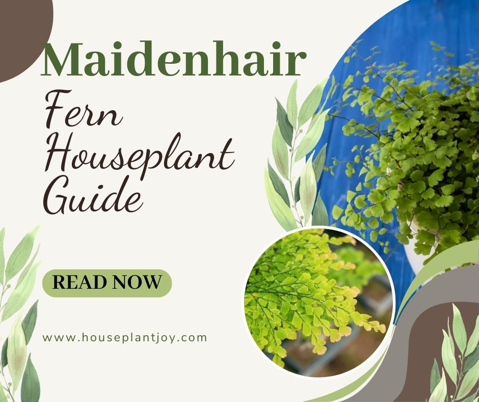 Maidenhair Fern Houseplant Guide
