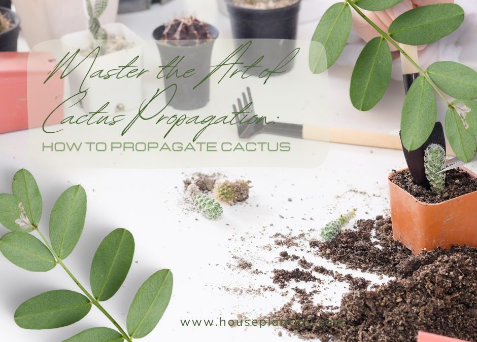 Master the Art of Cactus Propagation: How to Propagate Cactus