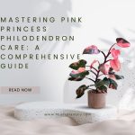 Mastering Pink Princess Philodendron Care A Comprehensive Guide