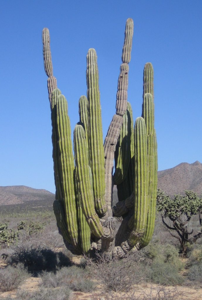 Mexican Giant Cardon Cactus