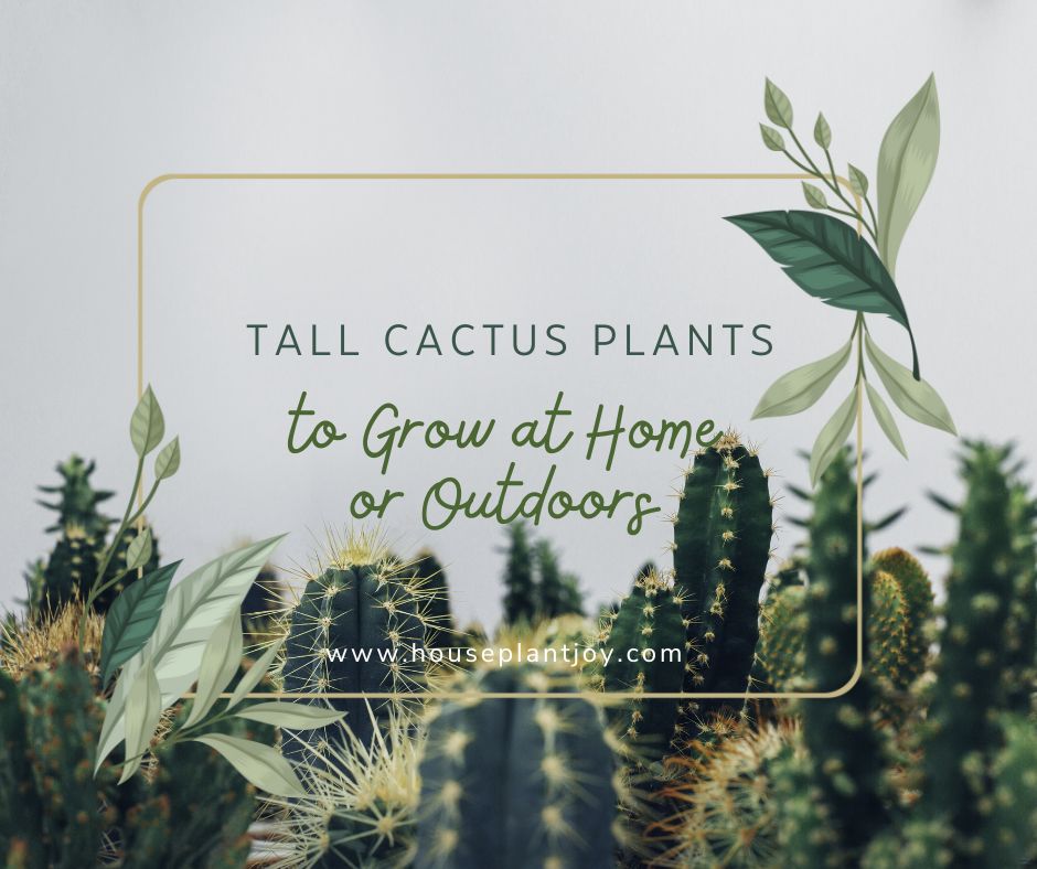 Tall Cactus Plants to Grow at Home or Outdoors