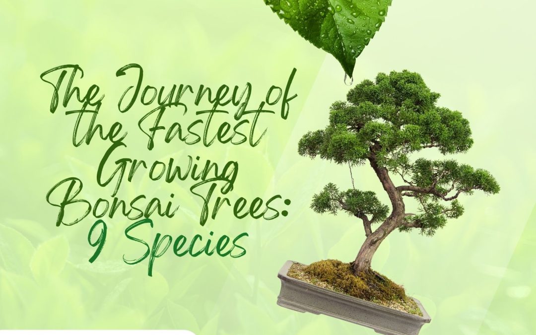 The Journey of the Fastest Growing Bonsai Trees: 9 Species