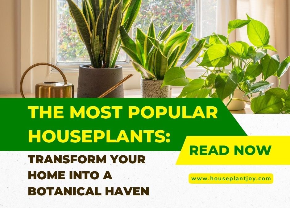 The Most Popular Houseplants: Transform Your Home into a Botanical Haven